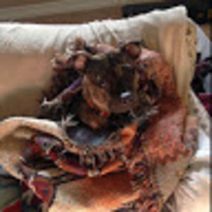 Meet your Posher, Bridget